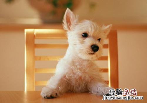 有孕妇能养宠物吗 孕妇可以养宠物吗