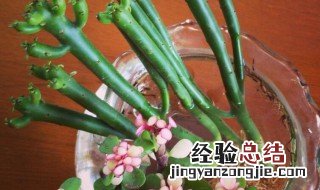 光棍树的繁殖方法和注意事项 光棍树的繁殖方法
