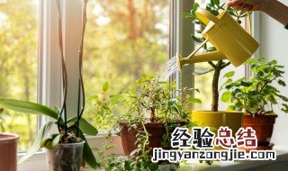 植物烂根处理方法 植物烂根处理方法图片