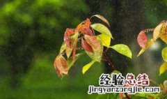 做梦梦见春雨 梦见春雨什么意思