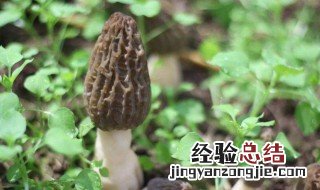 野生菌保存方法很重要 野生菌的保存方法