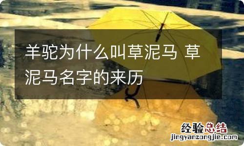 羊驼为什么叫草泥马 草泥马名字的来历