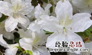 白色杜鹃花的养殖方法和注意事项 盆栽 白色杜鹃花的养殖方法