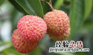 荔枝疏花正确方法视频 荔枝疏花正确方法