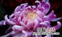 菊花什么季节开花 菊花什么季节开