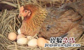 梦见老母鸡下蛋什么意思 梦见老母鸡下蛋好不好