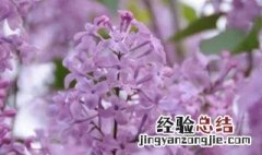 丁香花的花语是什么象征着什么 丁香花的花语是什么