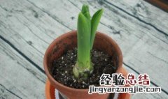 紫色风信子的花语是什么 紫粉色风信子花语