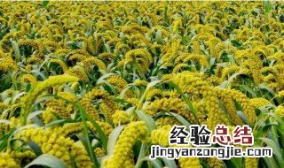 储存谷子放什么不招虫呢 储存谷子放什么不招虫