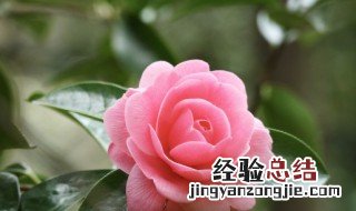 过春节要送什么花 春节过年送什么花