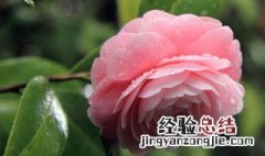 白色山茶花花语及代表意义 山茶花花语及代表意义