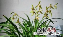 7月养兰花方法 7月兰花管理