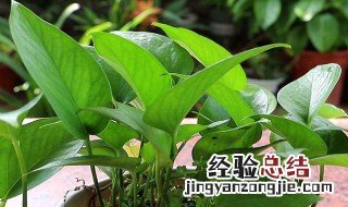 绿萝的种植方法步骤 绿萝的种植方法步骤视频