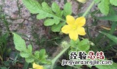 西瓜的花是什么样子的 西瓜的花长啥样