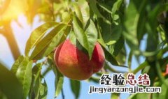 桃树夏剪的时间与方法 桃树夏剪的时间与方法视频