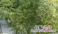 竹子移栽时间和方法 竹子种植时间和方法