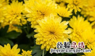 什么花的花语是高洁 什么花的花语是高洁美好