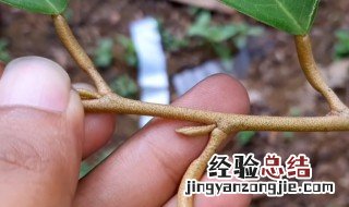 嫁接有哪几种方法 嫁接有哪几种方法视频