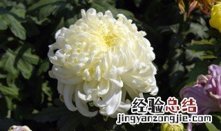 冬天怎么养护和修剪菊花 菊花夏天怎么养护要修剪吗