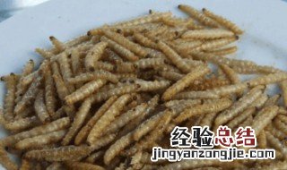 最简单的养蛆方法 养蛆的最佳方法