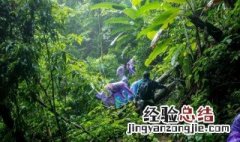 去热带雨林旅游探险需要带什么 关于去热带雨林旅游探险需要带什么