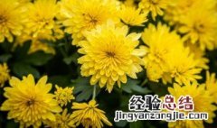 祭奠用什么鲜花 祭奠用什么鲜花好