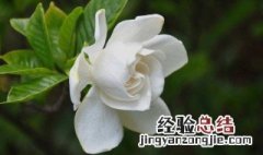 送栀子花是什么意思? 送栀子花代表什么意思