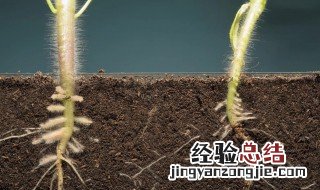 水稻生根剂使用方法 生根剂使用方法