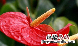 废弃植物是属于什么垃圾 废弃的植物属于什么垃圾分类