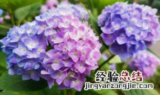 送紫色绣球花代表什么意思 绣球花代表什么意思