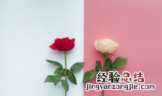 38妇女节给妈妈送什么花 38妇女节送妈妈什么花