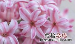 粉色风信子花语是什么 各种颜色风信子花语