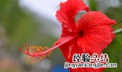 扶桑花种植及管理方法 扶桑花卉怎么养