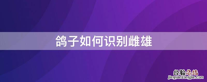 鸽子如何辨别雌雄 鸽子如何识别雌雄