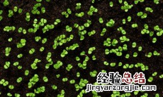 草莓种子泡水催芽的方法 草莓种子怎么催芽 泡水