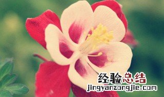 依米花在什么季节开放