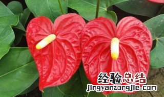 新年放什么花招财 春节养什么花招财并聚财