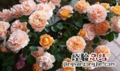 月季花的地栽养殖方法 月季花的地栽养殖方法视频