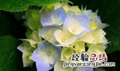 八仙花培植方法有哪些图片 八仙花培植方法有哪些