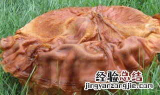 太岁是什么东西形成的 太岁简单介绍