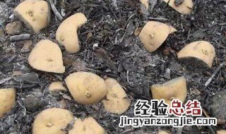 草木灰种植土豆使用方法 草木灰种植土豆使用方法图解