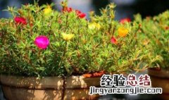 太阳花如何播种及养护 太阳花怎样栽种