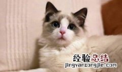 养猫咪什么意思 什么叫家养猫