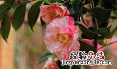 七彩茶花养殖方法视频 七彩茶花养殖方法