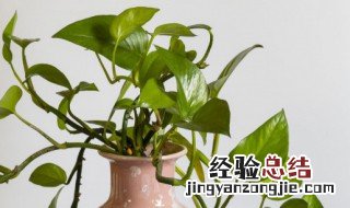 绿箩浇水正确方法图解 绿箩浇水正确方法