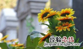 观赏向日葵种子种植方法图片 观赏向日葵种子种植方法