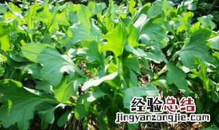 苦麦菜种植方法和时间 苦麦菜种植方法和时间图片