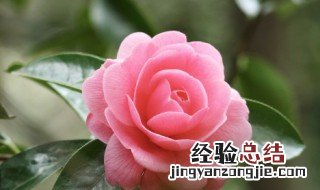 母亲节能送花吗 母亲节送花的礼仪你要了解