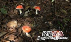 菌种的传代与保存 菌种的传代与保存方法在哪个标准里?