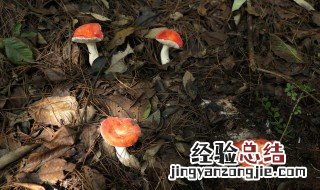 菌种的传代与保存 菌种的传代与保存方法在哪个标准里?